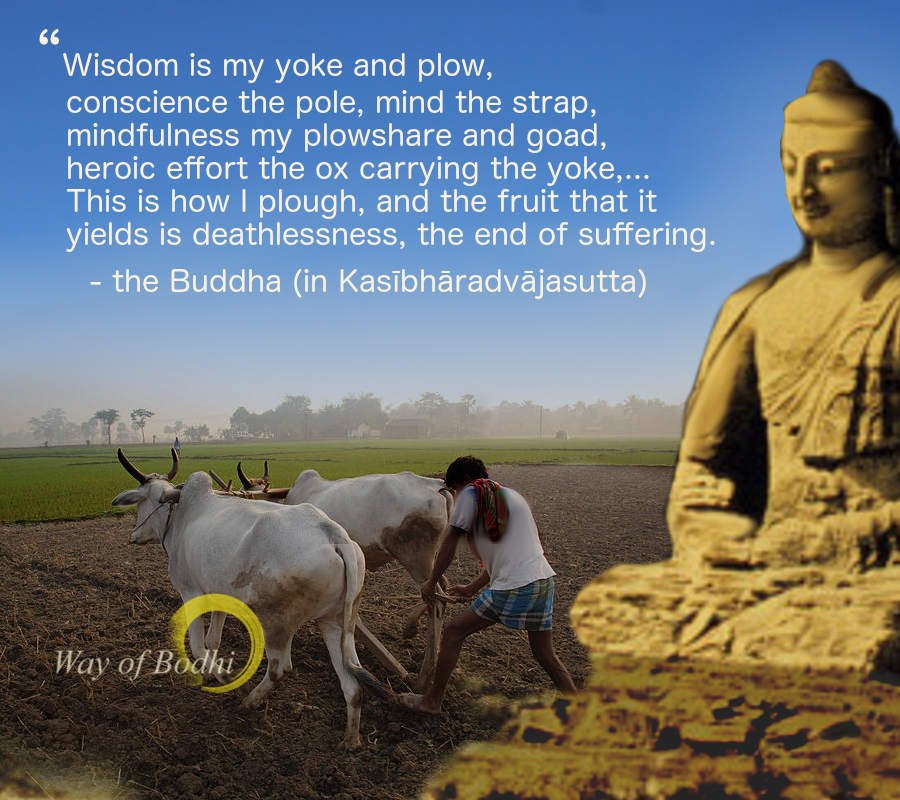 Dhamma Quote - Ploughing the realm of mind - Kasibharadvaja sutta